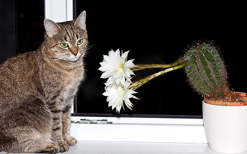 盛开的仙人掌旁的猫