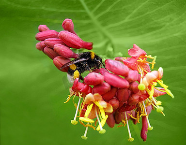 大红色的花摄影照片_花上的大黄蜂