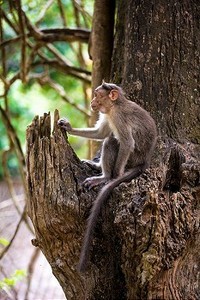 野生猴子坐在树上（Macacus mulatta）