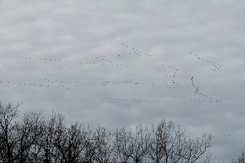 一群鸟在阴天飞翔