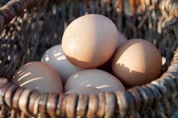 农场鸡摄影照片_篮子里的鸡蛋