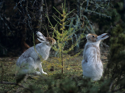 两只野兔在啃小树