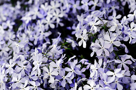 福禄考摄影照片_紫色福禄考属。小花在春末夏初盛开。