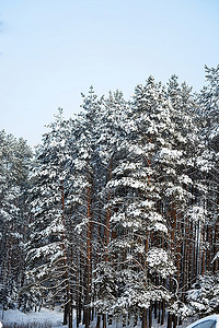 白雪覆盖的森林。冬天的风景。