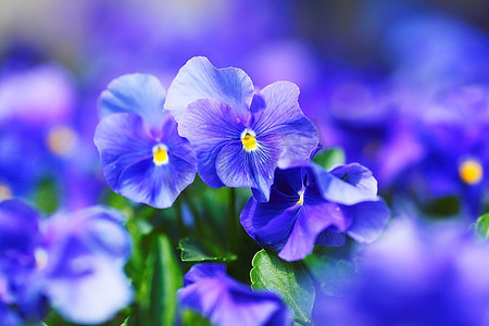 美丽的蓝色紫罗兰在花园特写镜头