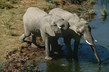 纳米比亚，两头非洲丛林象在河里喝水，俯瞰