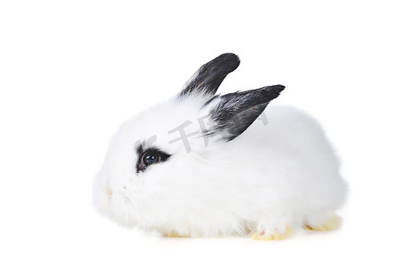 小美丽的兔子在白色背景