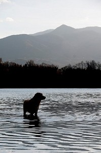 水中的一只金毛猎犬