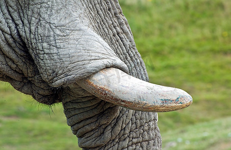 象牙的特写鲸头鹳非洲象