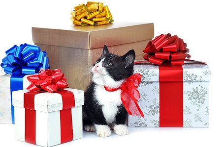 小可爱宠物摄影照片_礼品盒旁边的小可爱小猫