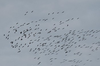 一群鸟在阴天飞行