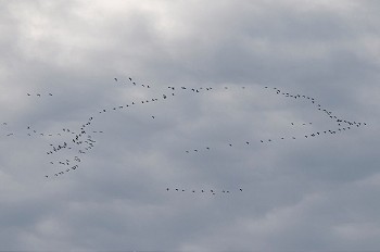 一群鸟摄影照片_一群鸟在阴天飞行