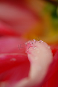 露珠桃花摄影照片_红色花瓣上的露珠