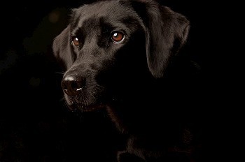 画室背景摄影照片_画室里的一只狗的肖像，孤立在黑色背景上