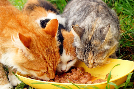 三只猫在吃早餐