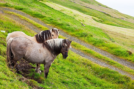 蒙古的马匹