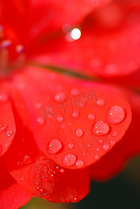 红色花瓣上的露珠