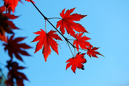 的阳光下绽放成美丽的花卉个人vip和企业vip免费下载枫树上的红枫叶