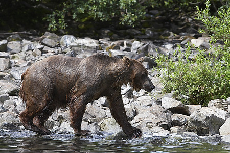 散步的熊摄影照片_美国，阿拉斯加，棕熊在水边散步，侧视