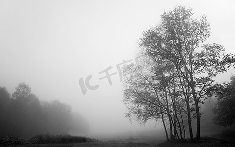 秋雾迷雾林的美丽森林景观