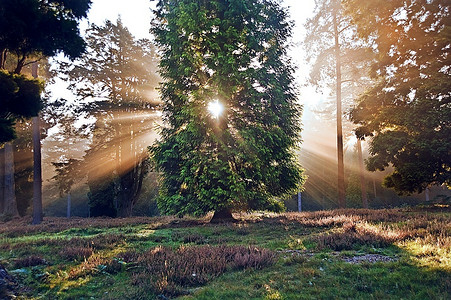 动机阳光通过树在秋天秋天森林在日出