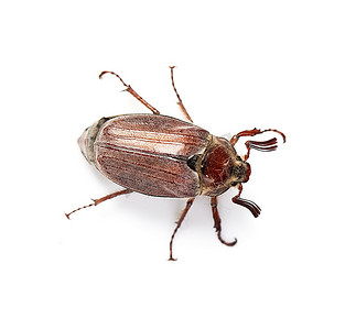 五月虫隔离在白色五月金龟子面象虫