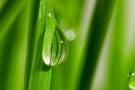 带着露珠的新鲜草地近距离