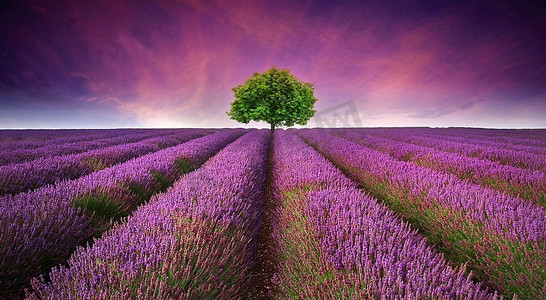 风景淡紫色摄影照片_熏衣草领域美丽的图象与在地平线上的单一树的夏天日落风景对比颜色