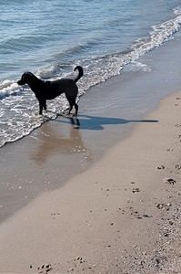 海滩上的一只狗