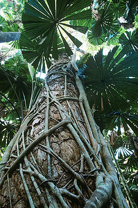 热带树木摄影照片_澳大利亚昆士兰热带雨林中的球迷手掌