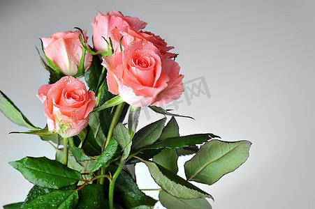 漂亮玫瑰摄影照片_一束孤立的粉色玫瑰特写