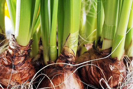 花盆里的水仙花鳞茎.年轻的水仙生长盆栽植物滴水观音