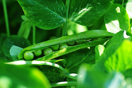 在花园里生长的豌豆植物。豆荚豌豆