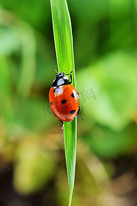 红色瓢虫与七个黑点沿着绿草的叶片爬