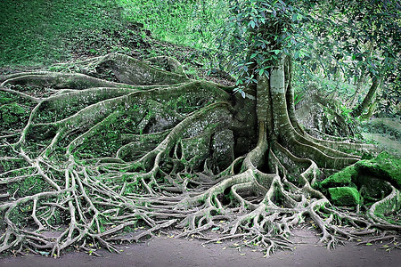 树根地面摄影图片树根地面摄影作品千库网