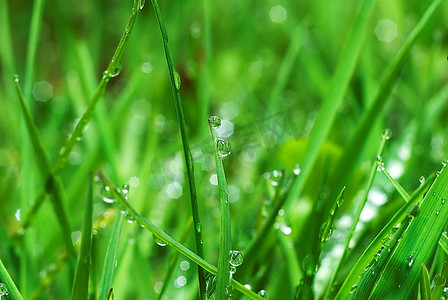 雨叶摄影照片_新鲜的绿草与水滴关闭