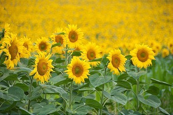 油菜花田海报摄影照片_一片向日葵田