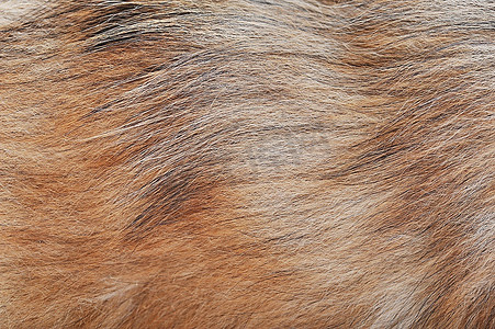 长棕色狗毛，纹理
