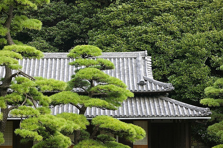 日本、东京、东京皇宫、东门天台(透过树丛)