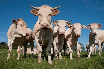 牛吃摄影照片_田野里的牛