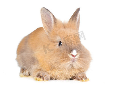兔子黄色摄影照片_棕色毛茸茸的兔子孤独地坐着