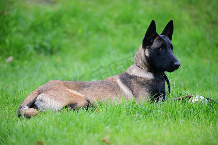 狗，比利时马利诺躺在草地上