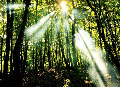 光芒摄影照片_森林里的阳光光芒