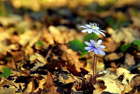 春天森林里的蓝色花朵
