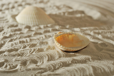 海沙背景上的贝壳