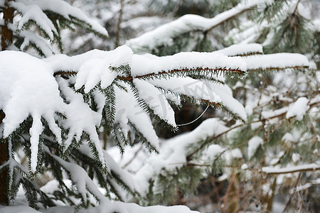覆盖着蓬松积雪的冬日云杉树枝