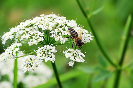 蜂蜜从白花中采集花粉的微距镜头。