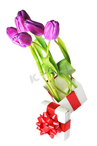 紫罗兰色郁金香花束和礼盒