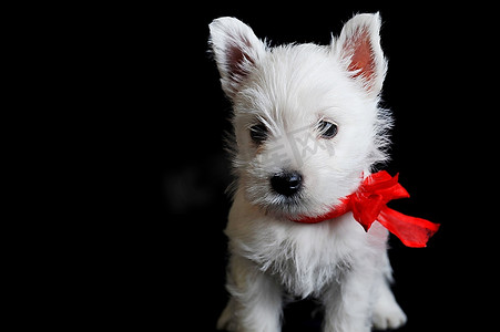 丝带小摄影照片_有趣   白色小狗与红色丝带在黑色孤立，肖像