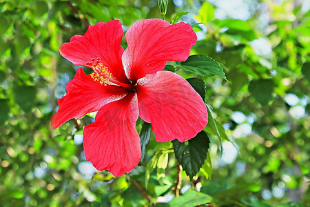 美容美体文化墙摄影照片_芙蓉花在丛林中